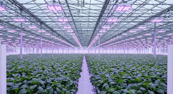 Led horticole professionnel : quels avantages pour les serres en 2026 ?
